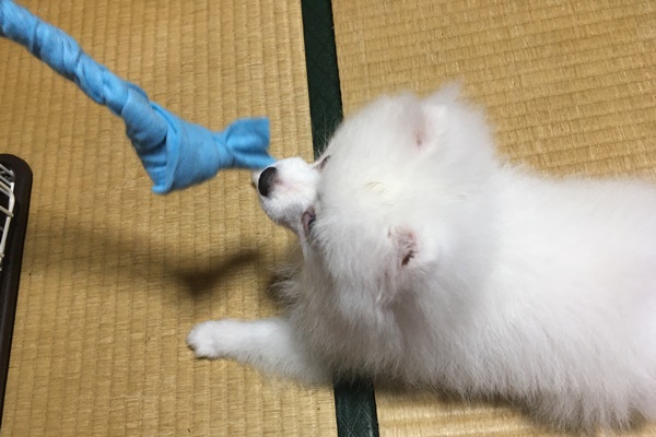 白ポメラニアン,ポメラニアン子犬,生後3か月,100均手作り引っ張り紐