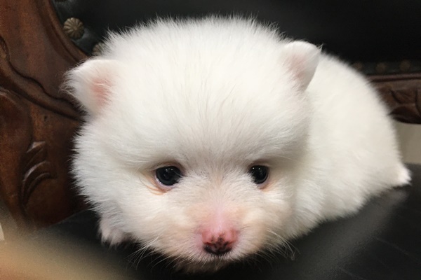 チャオリヤ,白ポメラニアン,ホワイトポメラニアン,ポメラニアン子犬