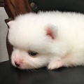 チャオリヤ,白ポメラニアン,ホワイトポメラニアン,ポメラニアン子犬,生後30日