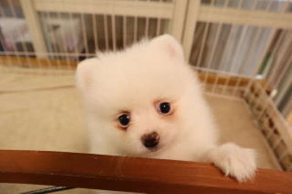 チャオリヤ,白ポメラニアン,ホワイトポメラニアン,ポメラニアン子犬,生後58日