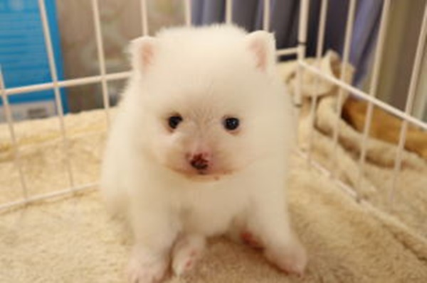 チャオリヤ,白ポメラニアン,ホワイトポメラニアン,ポメラニアン子犬